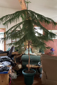 REDUCED:  Norfolk Pine for sale