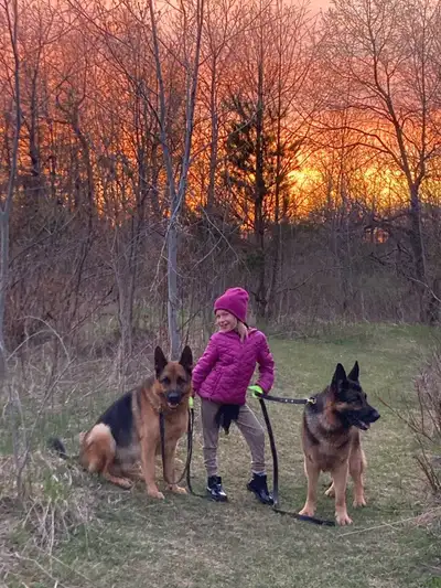 German Shepherds pups, View more