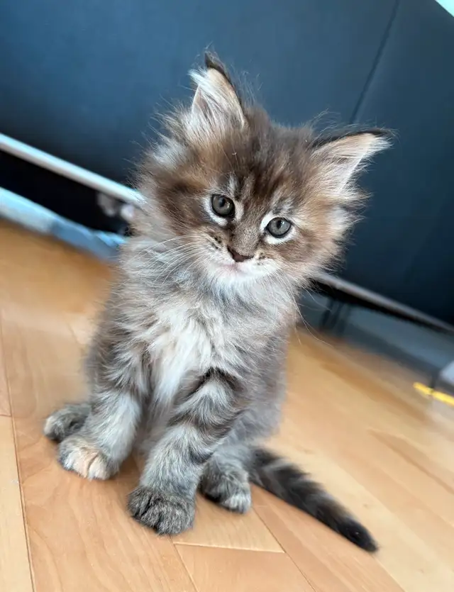Maine Coon