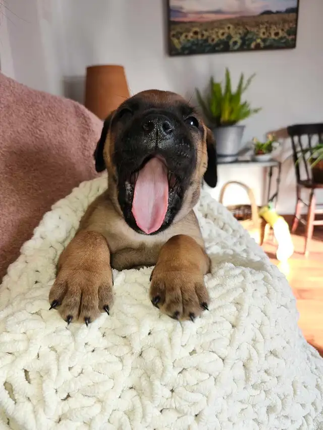 Bullmastiff,  Presa Canario, Pit Mix Puppies in Dogs & Puppies for Rehoming in Leamington - Image 5