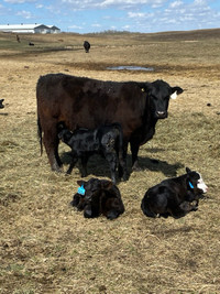 Black angus cow calf
