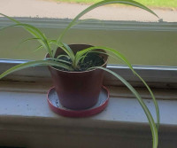 Baby Spider Plant