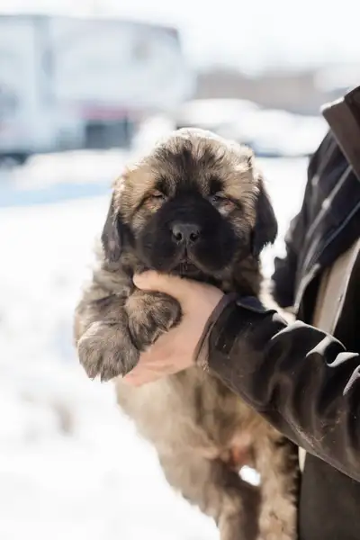 Ready for new home Newfoundland /St. Bernard mixed pup, View more