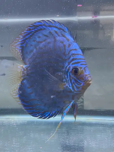 Extra Large Blue Turquoise Discus, View more