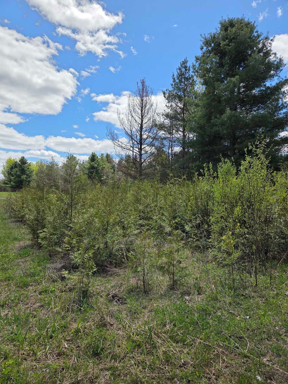 Eastern White Cedar Trees (Hedging Cedars) | Plants, Fertilizer & Soil ...