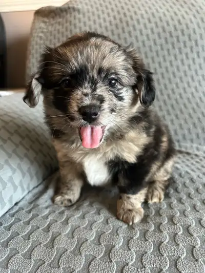 Sweet Shih Tzu x Puppies, View more