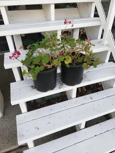 AN PICK UP : ARBOUR LAKE ( NW )  TWO LARGE ORGANIC PINK  GERANIU, View more