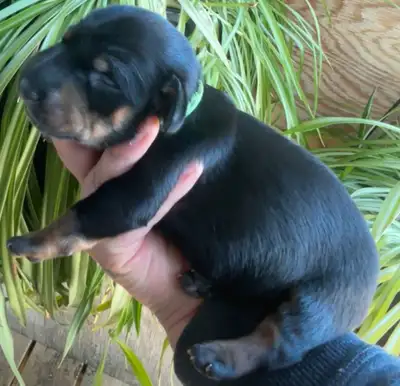 Miniature Dachshund Puppies, View more