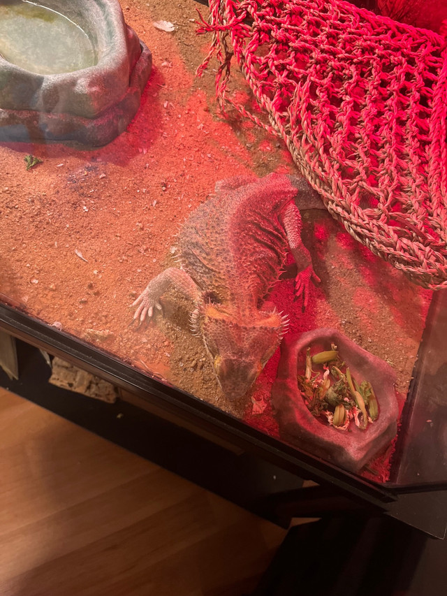 Bearded dragon & setup in Reptiles & Amphibians for Rehoming in Cape Breton - Image 4