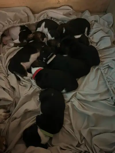 Updated Feb8 th - Our latest litter of 8 (5 females, 3 males) was born on January 22nd. 3 females an...