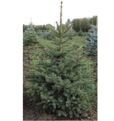 Trees-Blue Spruce, Cedars, Maples,...(WAT) in Plants, Fertilizer & Soil in Oakville / Halton Region