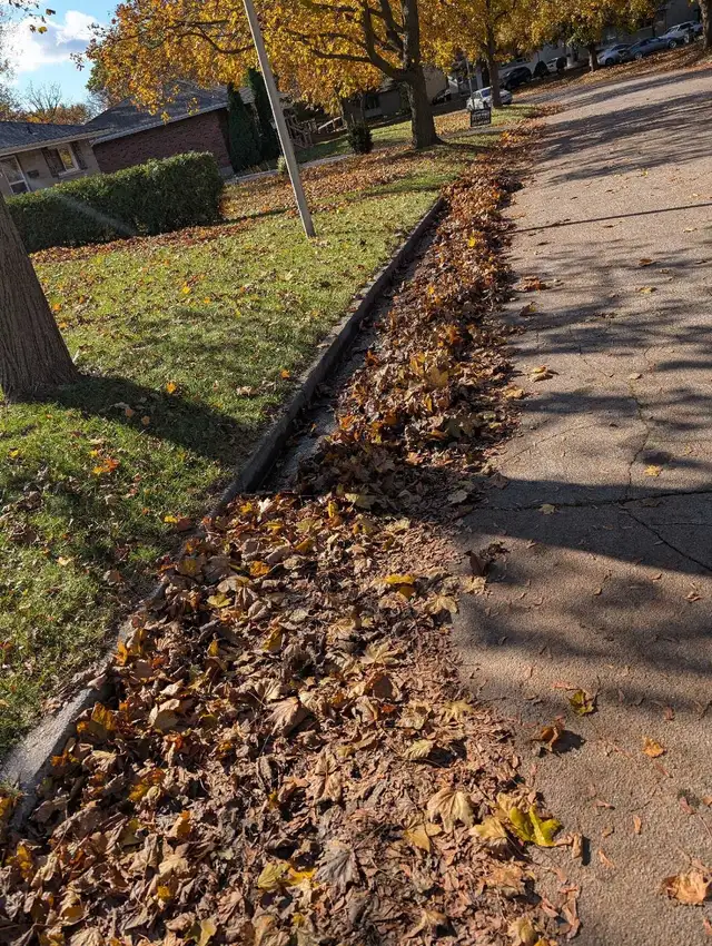 Leaf racking/leaf removal64313483955971124