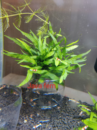 Aquarium plants