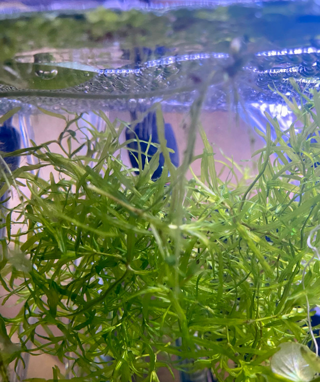guppy grass and duck weed  in Fish for Rehoming in St. Catharines - Image 2