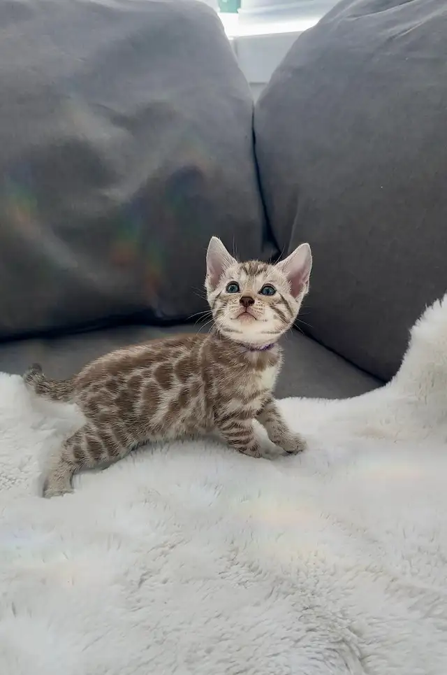 Bengal kitten snow in Cats & Kittens for Rehoming in Calgary - Image 2