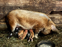 KuneKune piglets and sows
