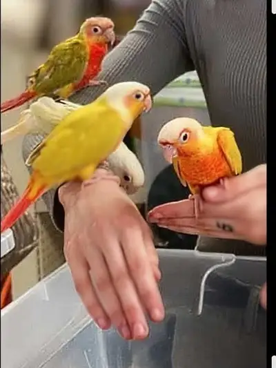 looking hand feed babies sun cheek conure , View more