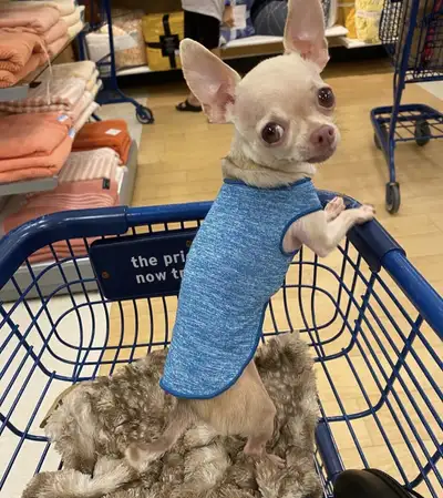 2 Yr Old Teacup Chihuahua, View more