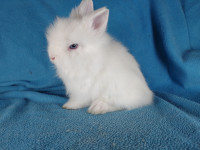 Bébé lapin blanc yeux bleus tête de lion nain *. Blue eyed bunny