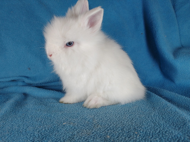 Bébé lapin blanc yeux bleus tête de lion nain *. Blue eyed bunny dans Petits animaux à adopter  à Ville de Montréal