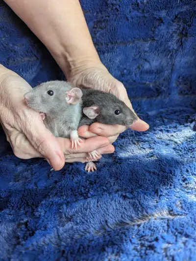 baby rats, View more