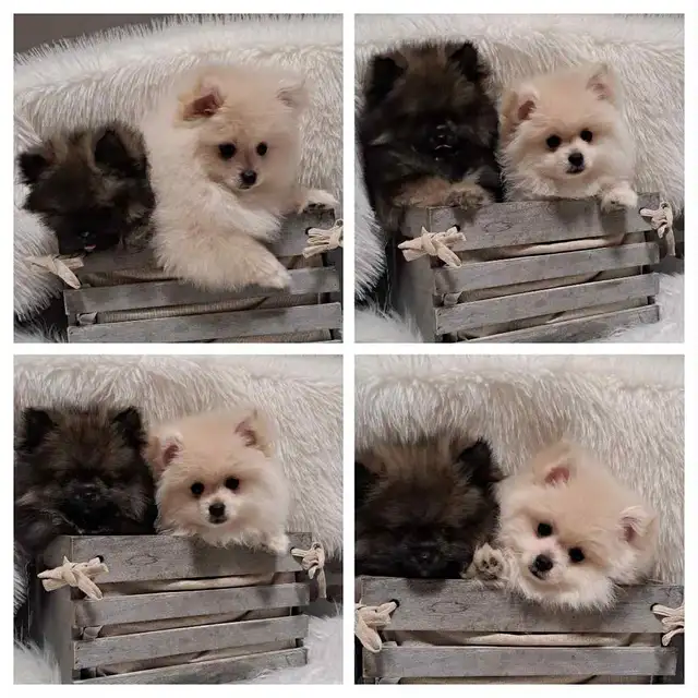 2 Pomeranian puppies in Dogs & Puppies for Rehoming in North Shore - Image 4