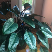 Natural large plant PHILODENDRON