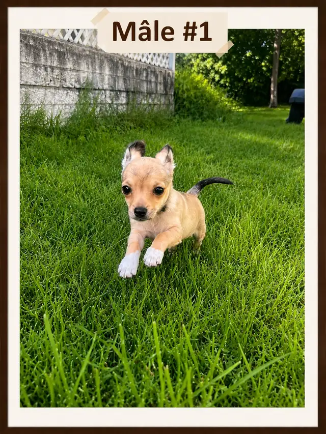 ♥️Chiots X Jack Russell x Chihuahua in Dogs & Puppies for Rehoming in Laurentides - Image 3