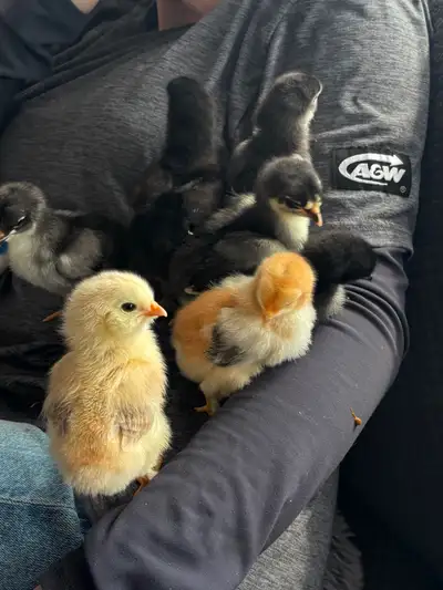 Beautiful Easter, egg or Olive egg chicks six days old, View more
