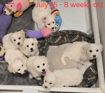 ✨RESERVATION LIST✨ Purebred Bichon Frise Puppies - GTA Area, View more