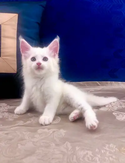 Male Maine Coon From European Bloodlines, View more