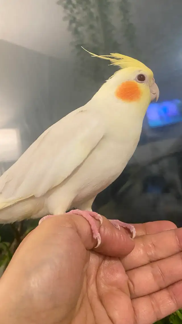 Cockateil -Hamd Tamed in Birds for Rehoming in Kitchener / Waterloo - Image 3