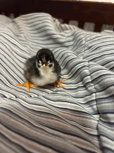 Heritage pure black jersey giant chicks available, View more