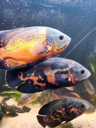 South American Cichlids, View more