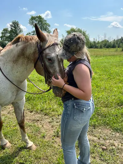 ISO horse for part board, View more