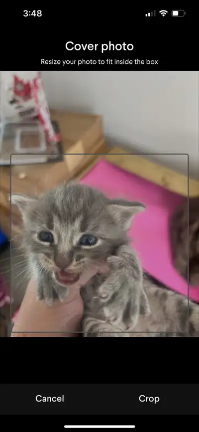 Kittenss, View more