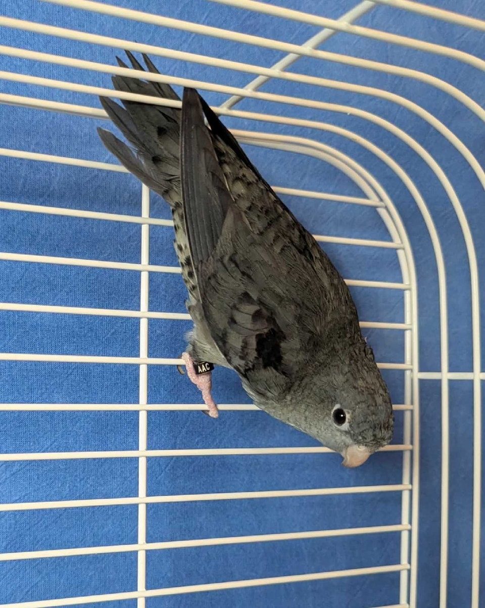 Linnie lineolated parakeet | Birds for Rehoming | London | Free local ...
