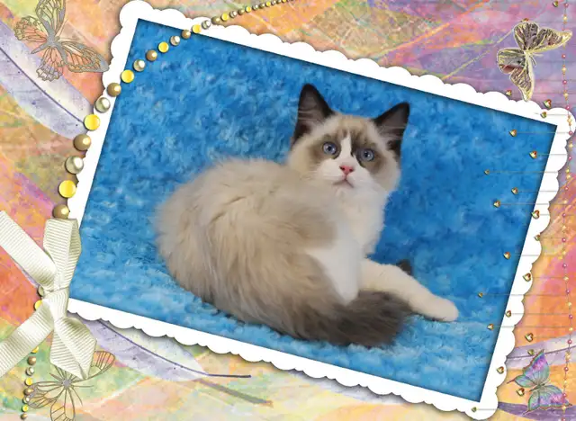 Purebred Ragdoll kitten - TICA registered