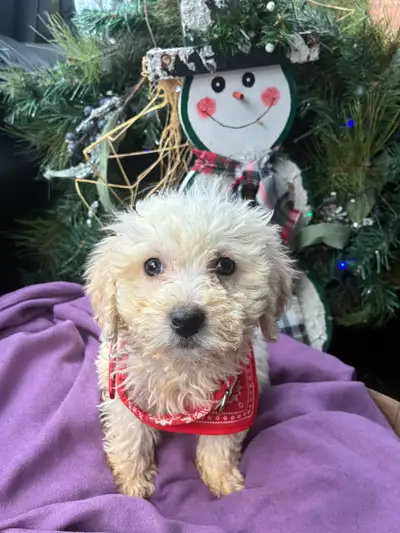 Cockpoo / coton breed, View more