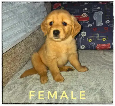 Reputable Breeder / Golden Retrievers Puppies/ Male/Female, View more