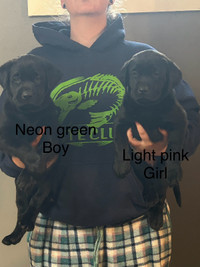 Black Labrador puppies- 2 females left