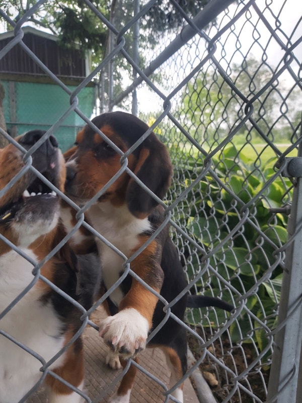 Beagle pups for sale Dogs & Puppies for Rehoming Norfolk County