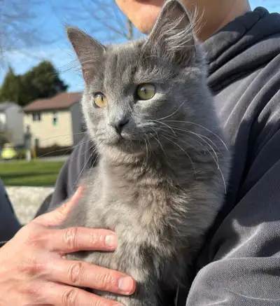 Russian blue kitten rehome, View more