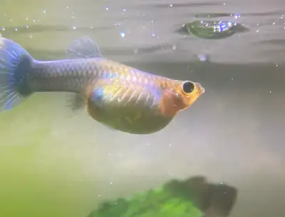 pregnant guppy, View more