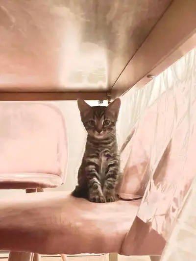 Baby tabby Cat (everything included/tout inclus), View more