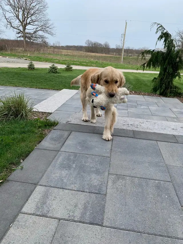 Purebred Golden Retriever puppies in Dogs & Puppies for Rehoming in Hamilton - Image 9