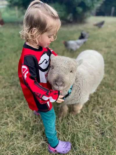 Baby doll sheep avialable Central alberta, View more