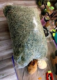Timothy Grass Hay for Small Pets
