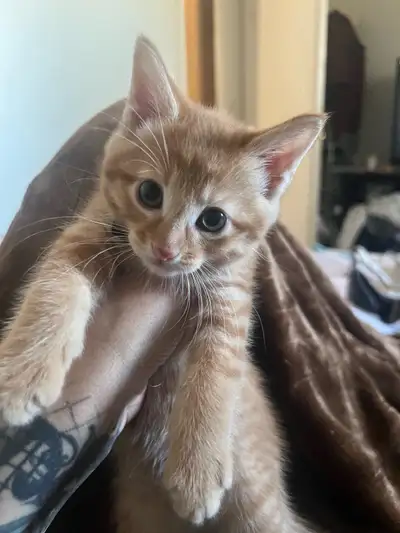 Sweet baby Kitten $40 OBO, View more