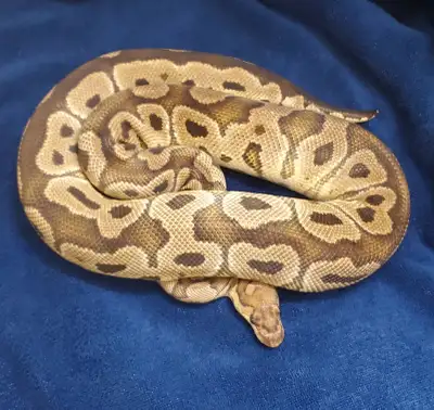 I am selling these 2 ball pythons. Great way to start a clown collection or breed your own clowns. P...